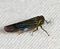 Limotettix nigrax - photo 2