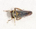 Limotettix nigrax - photo 3