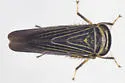 Limotettix nigrax - photo 5