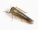 Limotettix parallelus