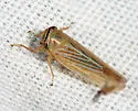 Limotettix parallelus - photo 2