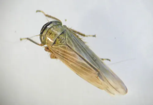 Limotettix striola