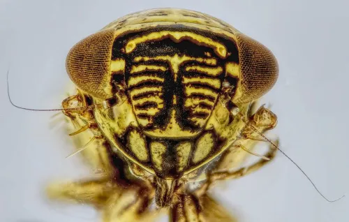 Limotettix striola - photo 2
