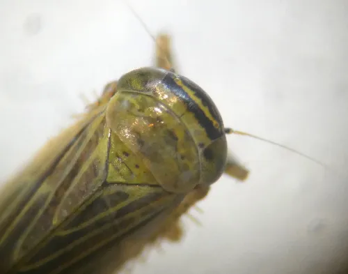 Limotettix striola - photo 3