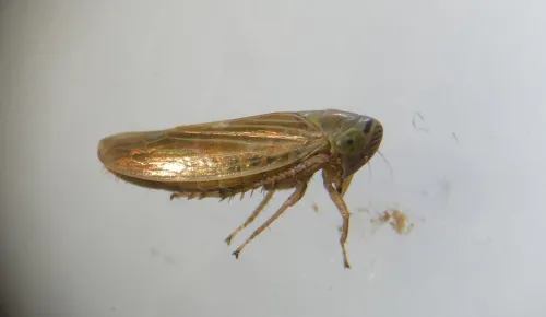 Limotettix striola - photo 5