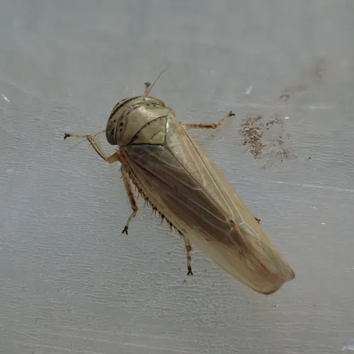 Limotettix striola - photo 7