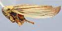 Limotettix urnura
