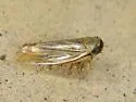 Limotettix urnura - photo 3
