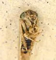 Limotettix urnura - photo 5