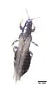Limothrips angulicornis