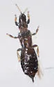 Limothrips angulicornis - photo 2