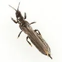 Limothrips denticornis - photo 2