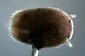 Limulodes paradoxus