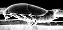 Limulodes paradoxus - photo 3