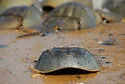 Atlantic horseshoe crab