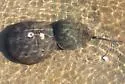 Atlantic horseshoe crab - photo 2