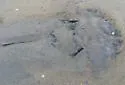 Atlantic horseshoe crab - photo 3