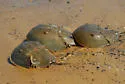 Atlantic horseshoe crab - photo 4