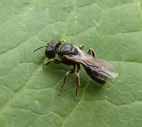 Lindenius albilabris