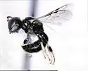 Lindenius montezuma