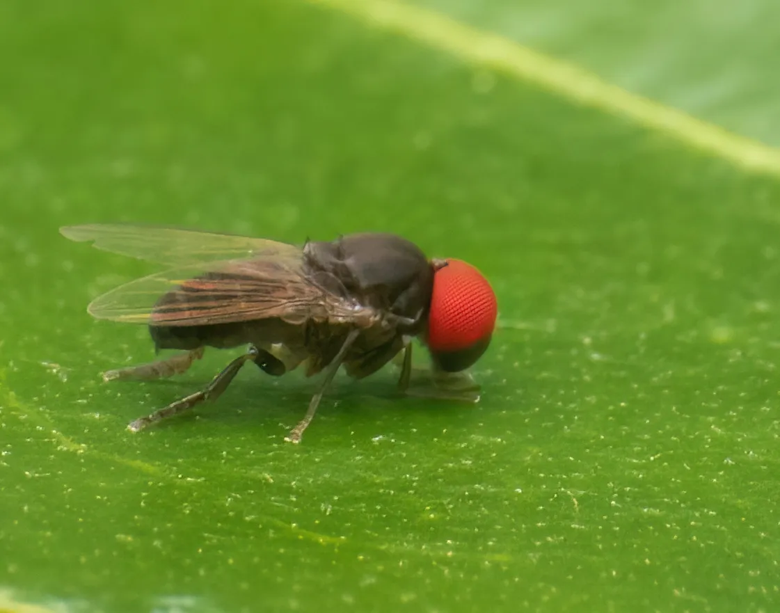 Lindneromyia argyrogyna