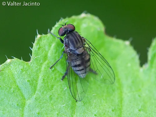 Lindneromyia dorsalis