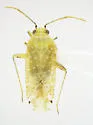 Lineatopsallus biguttulatus - photo 2