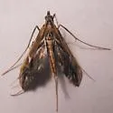 Lineodes elcodes - Hodges#5109.1