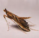 Lineodes elcodes - Hodges#5109.1 - photo 2