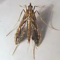 Lineodes elcodes - Hodges#5109.1 - photo 3