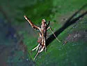 Lineodes elcodes - Hodges#5109.1 - photo 4