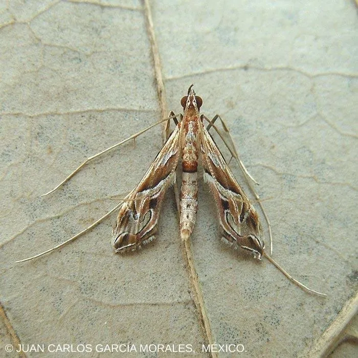 Eastern Lineodes Moth - Hodges#5106 - photo 2