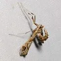 Lineodes interrupta - Hodges#5108 - photo 2