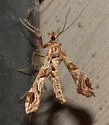 Lineodes interrupta - Hodges#5108 - photo 3
