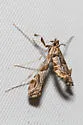 Lineodes interrupta - Hodges#5108 - photo 4