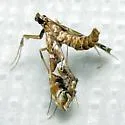 Lineodes vulnifica - Hodges#5109.3