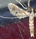 Lineodes vulnifica - Hodges#5109.3 - photo 2