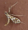 Lineodes vulnifica - Hodges#5109.3 - photo 4