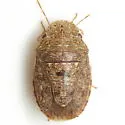 Lineostethus clypeatus - Lineostethus clypeatus