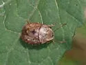 Lineostethus clypeatus - photo 2