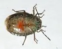 Lineostethus tenebricornis