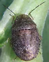 Lineostethus tenebricornis - photo 2