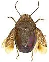 Lineostethus tenebricornis - photo 3