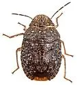 Lineostethus tenebricornis - photo 4