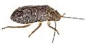 Lineostethus tenebricornis - photo 5