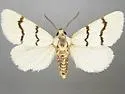 Lineostriastiria biundulalis - Hodges#9760