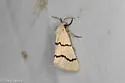Lineostriastiria biundulalis - Hodges#9760 - photo 3
