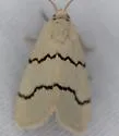 Lineostriastiria biundulalis - Hodges#9760 - photo 4