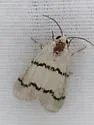 Lineostriastiria biundulalis - Hodges#9760 - photo 5