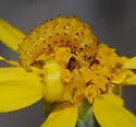 Lineostriastiria hachita - Hodges#9758